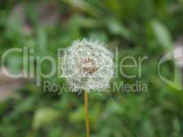 Dandelion flower