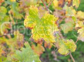 Vitis plant leaf