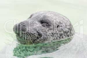 Atlantic grey seal