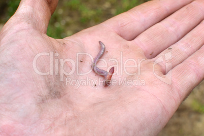 Worm in the Hand