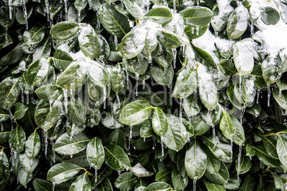 Frozen leaves