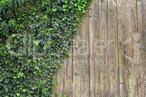 Ivy on wood