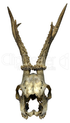 Isolated animal skull