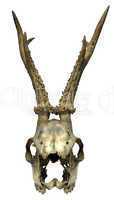Isolated animal skull