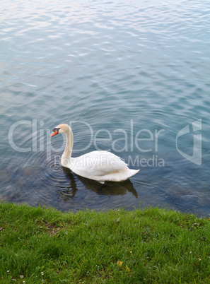 Swan and water ripple