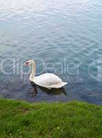 Swan and water ripple