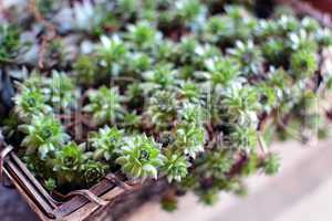 Sempervivum tectorum