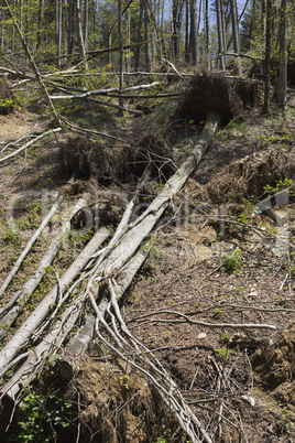 Forest after a storm