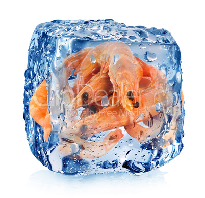 Shrimps in ice cube