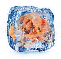 Shrimps in ice cube