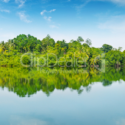 Mangroves and blue sky