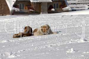 Two dogs rest on snow