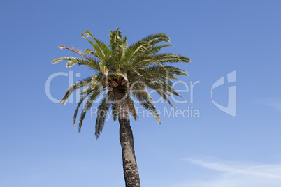 Palm tree against blue sky