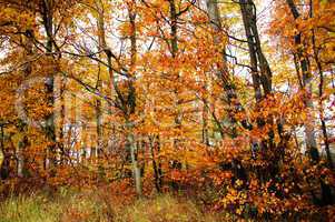goldbrauner Herbstwald