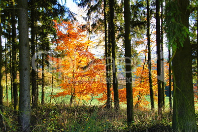 goldgelbe Buchen am Waldrand