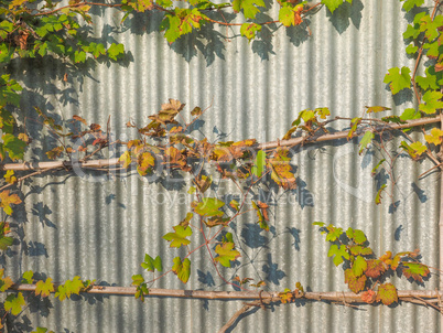 Vitis plant