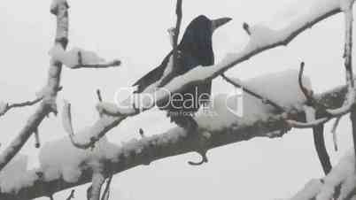 crow in winter park
