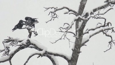 three crows in winter park