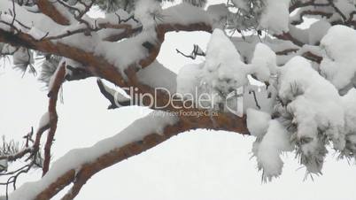 snow-covered pine tree