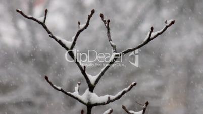 snow-covered tree branch