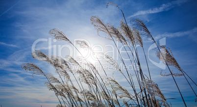 Sunset plant silhouette on blue sky