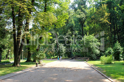 path in the park with big trees