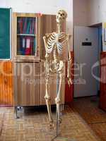 skeleton in the class of anatomy