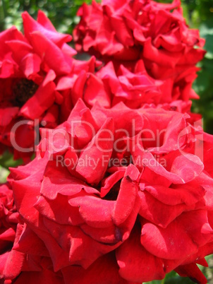 beautiful flowers of red roses