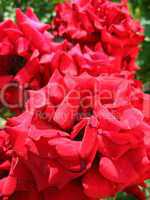 beautiful flowers of red roses