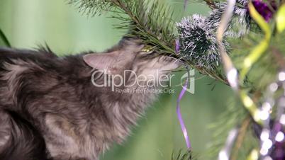 cat near the Christmas tree