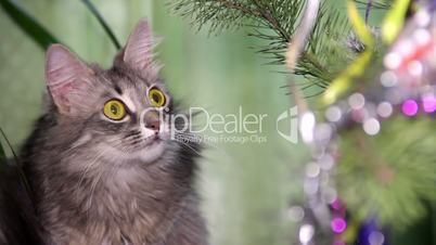 cat near the Christmas tree