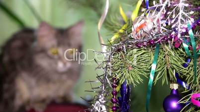 cat near the Christmas tree