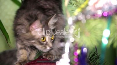 cat near the Christmas tree