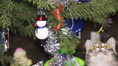 cat near the Christmas tree