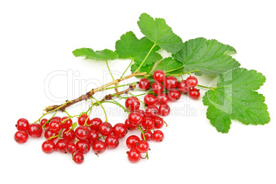 red currant isolated on white background