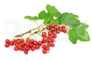 red currant isolated on white background