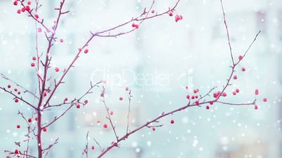 branches of red berry and snowfall