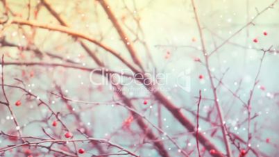 branches of crabapple and snowfall panning