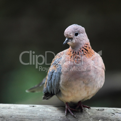 Palmtaube (Streptopelia senegalensis)