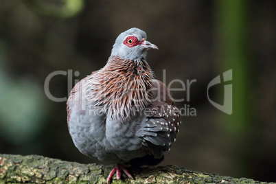 Guineataube (Columba guinea)