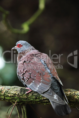 Guineataube (Columba guinea)