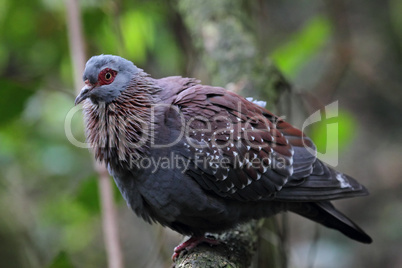 Guineataube (Columba guinea)