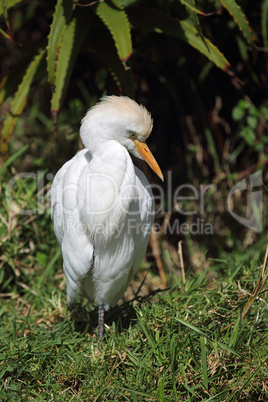 Kuhreiher (Bubulcus ibis)