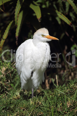 Kuhreiher (Bubulcus ibis)