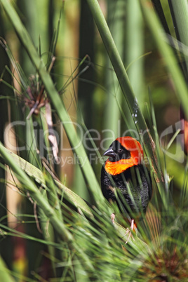 Oryxweber (Euplectes orix)