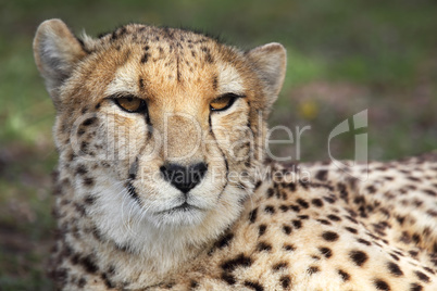 Gepard (Acinonyx jubatus)