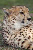 Gepard (Acinonyx jubatus)