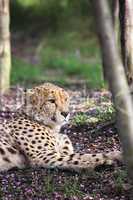 Gepard (Acinonyx jubatus)