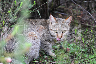 Afrikanische Wildkatze (Felis silvestris lybica)