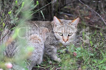 Afrikanische Wildkatze (Felis silvestris lybica)